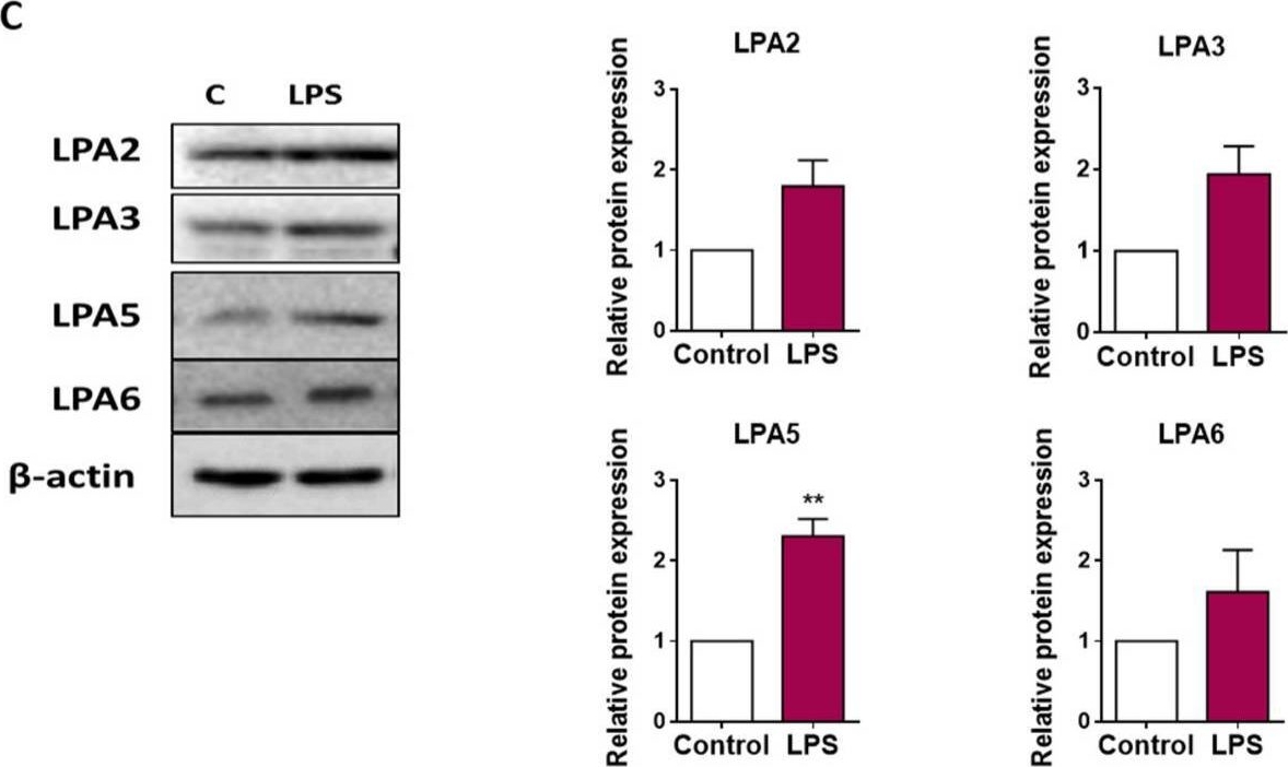 Fig.2.C showing Western Blotting in a Mus musculus (House mouse) sample from the publication: Inhibition of Autotaxin and Lysophosphatidic Acid Receptor 5 Attenuates Neuroinflammation in LPS-Activated BV-2 Microglia and a Mouse Endotoxemia Model.