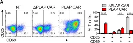 Fig.3.A showing Flow cytometry/Cell sorting in a Homo sapiens (Human) sample from the publication: Generation and Functional Characterization of PLAP CAR-T Cells against Cervical Cancer Cells.