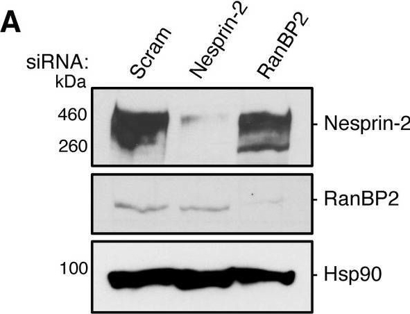 Fig.1.A showing Western Blotting in a Rattus norvegicus (Rat) sample from the publication: Components of the LINC and NPC complexes coordinately target and translocate a virus into the nucleus to promote infection.