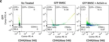 Fig.3.C showing Flow cytometry/Cell sorting in a Mus musculus (House mouse) sample from the publication: Direct lineage tracing reveals Activin-a potential for improved pancreatic homing of bone marrow mesenchymal stem cells and efficient ß-cell regeneration in vivo.