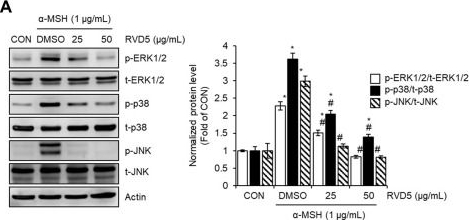 Fig.3.A showing Western Blotting in a Mus musculus (House mouse) sample from the publication: Bioactive Lipid Mediator Resolvin D5 Suppresses Melanogenesis in α-MSH-Stimulated B16F10 Cells via ROS-Associated p38/β-Catenin/MITF Regulation.