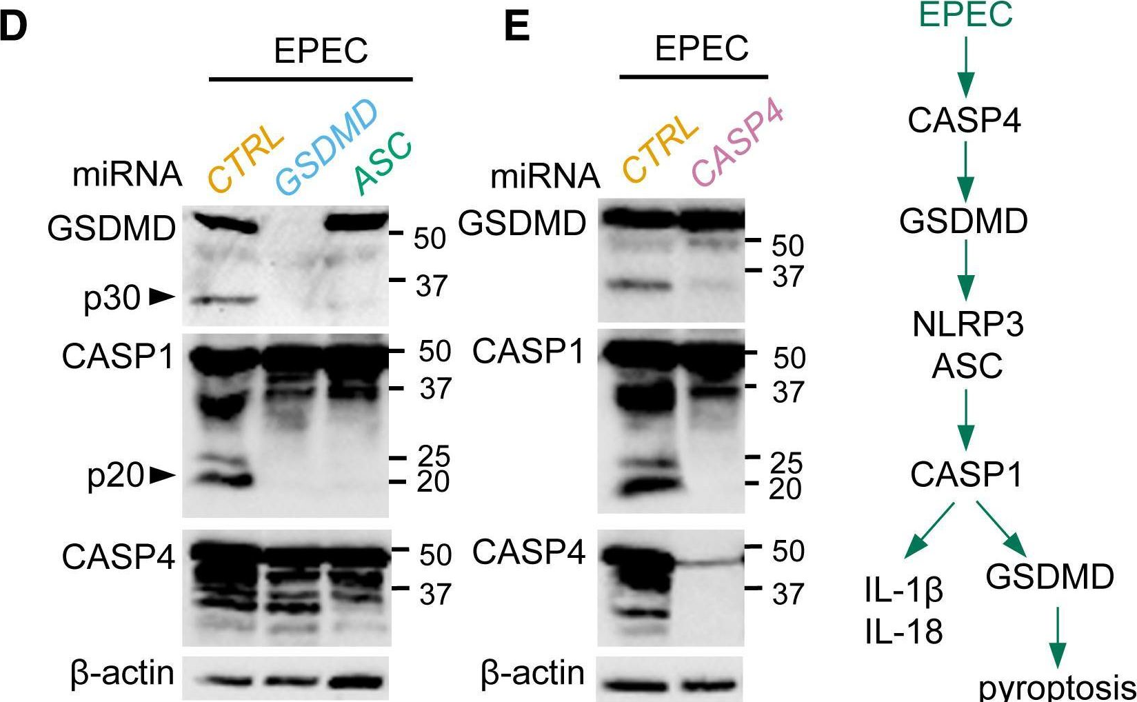 Fig.2.D showing Western Blotting in a Homo sapiens (Human) sample from the publication: Enteropathogenic Escherichia coli Stimulates Effector-Driven Rapid Caspase-4 Activation in Human Macrophages.