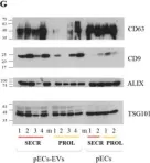 Fig.1.G showing Western Blotting from the publication: In vitro cultured human endometrial cells release extracellular vesicles that can be uptaken by spermatozoa.