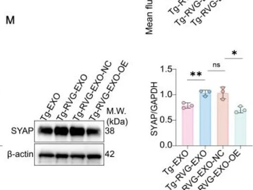 Fig.6.M showing Western Blotting from the publication: Therapeutic potential and underlying mechanisms of engineered young plasma-derived exosomes in Alzheimer's disease.