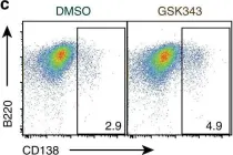 Fig.7.C showing Flow cytometry/Cell sorting from the publication: Plasma cell differentiation is controlled by multiple cell division-coupled epigenetic programs.