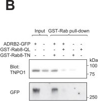 Fig.2.B showing Western Blotting in an Armoracia rusticana (Horseradish) sample from the publication: Rab8 and TNPO1 function as the ciliary transport adapters for GPCRs.