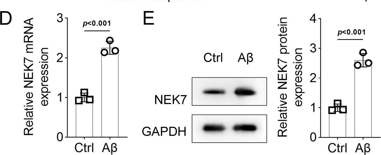 Fig.2.D showing Western Blotting in a Mus musculus (House mouse) sample from the publication: NEK7 induces lactylation in Alzheimer's disease to promote pyroptosis in BV-2 cells.