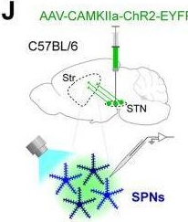 Fig.3.J from the publication: A Selective Projection from the Subthalamic Nucleus to Parvalbumin-Expressing Interneurons of the Striatum.