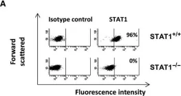 Fig.1.A showing Flow cytometry/Cell sorting in a Homo sapiens (Human) sample from the publication: Cellular response to alkylating agent MNNG is impaired in STAT1-deficients cells.