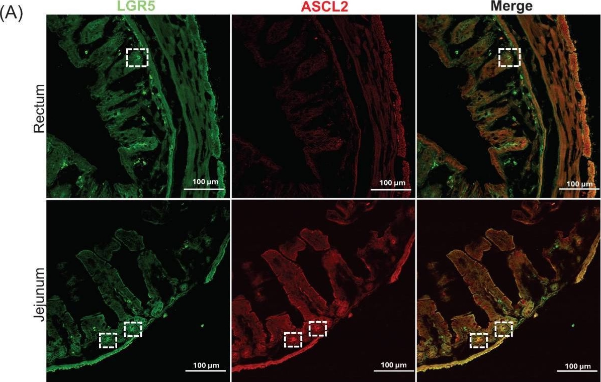 Fig.1.A showing Immunohistochemistry-immunofluorescence in a Mus musculus (House mouse) sample from the publication: Rectal Epithelial Stem Cell Kinetics in Acute Radiation Proctitis.