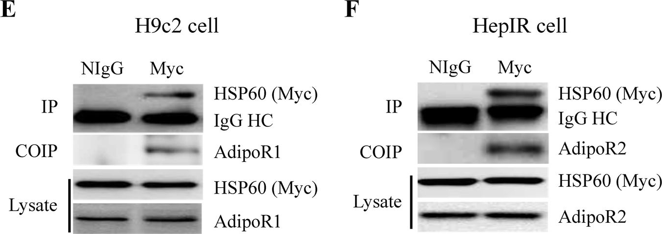 Fig.1.E,F showing Western Blotting in a Rattus norvegicus (Rat) sample from the publication: Heat shock protein 60 (HSP60) modulates adiponectin signaling by stabilizing adiponectin receptor.