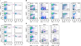 Fig.4.C,D,E showing Flow cytometry/Cell sorting in a Mus musculus (House mouse) sample from the publication: Rad52 competes with Ku70/Ku86 for binding to S-region DSB ends to modulate antibody class-switch DNA recombination.