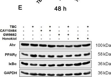 Fig.4.E showing Western Blotting in a Mus musculus (House mouse) sample from the publication: Targeting Tris(2,3-dibromopropyl) Isocyanurate-Induced Inflammation in Hippocampal Neurons In Vitro: Mechanistic Insights and Implications for Neurodegenerative Disease Prevention.