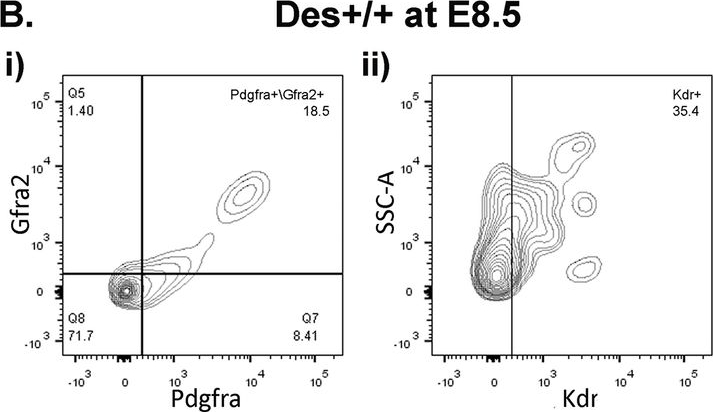 Fig.3.B showing Flow cytometry/Cell sorting from the publication: Molecular insights into the role of desmin intermediate filament network in chromatin landscape, cardiomyocyte differentiation, and maturation.