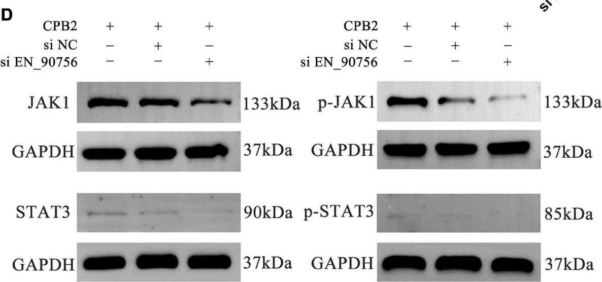 Fig.6.D showing Western Blotting in a Sus scrofa (Wild pig) sample from the publication: LncRNA EN-90756 promotes CPB2-induced proliferation and inhibits apoptosis in IPEC-J2 cells by affecting the JAK-STAT signaling pathway activation.