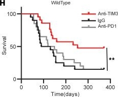Fig.5.H from the publication: Pediatric glioma immune profiling identifies TIM3 as a therapeutic target in BRAF fusion pilocytic astrocytoma.