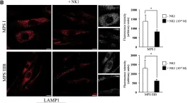 Fig.2.B showing Immunocytochemistry-immunofluorescence from the publication: Targeting Heparan Sulfate Proteoglycans as a Novel Therapeutic Strategy for Mucopolysaccharidoses.