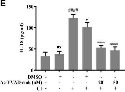 Fig.2.E showing Enzyme-linked immunosorbent assay from the publication: GSDMD-mediated pyroptosis restrains intracellular Chlamydia trachomatis growth in macrophages.