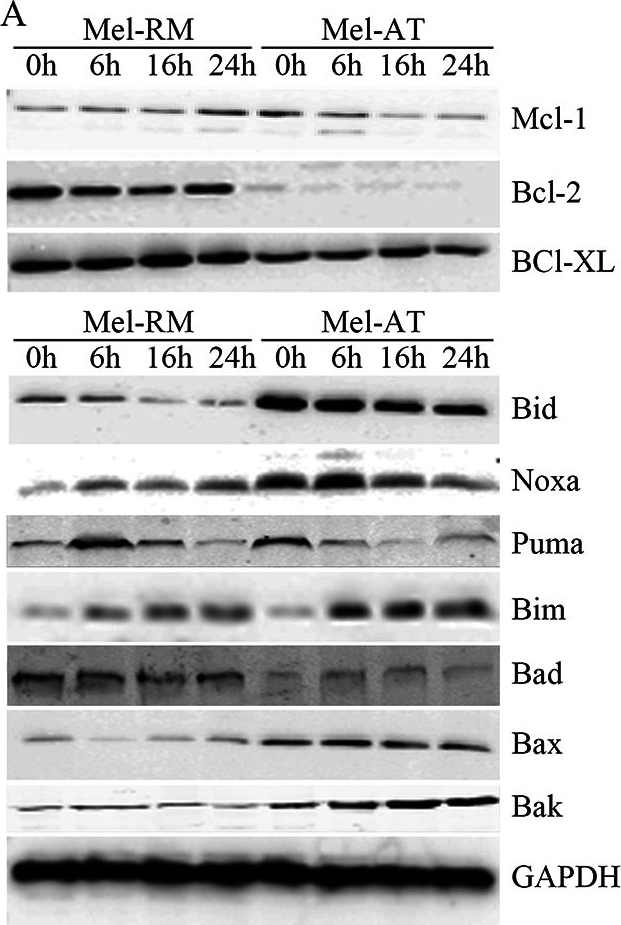 Fig.4.A showing Western Blotting in a Homo sapiens (Human) sample from the publication: Apoptosis induced by Ginkgo biloba (EGb761) in melanoma cells is Mcl-1-dependent.