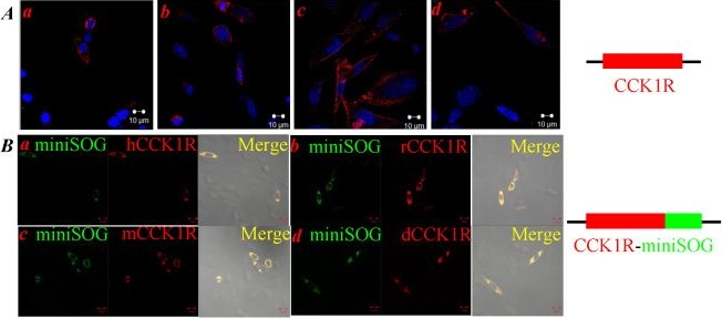 Fig.1.B showing Immunocytochemistry-immunofluorescence in a Glycine max (Soybean) sample from the publication: Photodynamic Activation of Mammalian and Avian Cholecystokinin Type 1 Receptor Outside of the Pancreatic Acinar Cell Microenvironment.