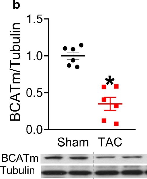 Fig.4.B showing Western Blotting in a Mus musculus (House mouse) sample from the publication: Impaired branched chain amino acid oxidation contributes to cardiac insulin resistance in heart failure.