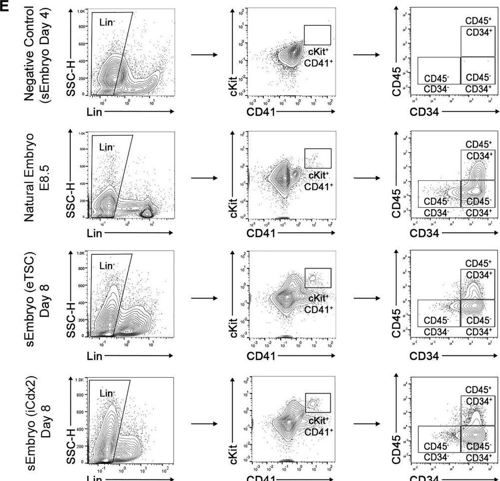 Fig.6.E showing Flow cytometry/Cell sorting in a Mus musculus (House mouse) sample from the publication: Post-gastrulation synthetic embryos generated ex utero from mouse naive ESCs.