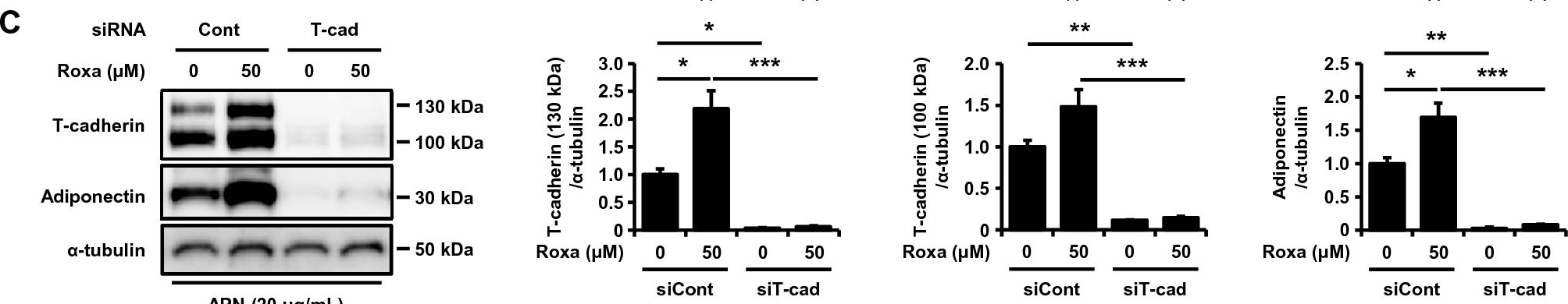 Fig.2.C showing Western Blotting in a Mus musculus (House mouse) sample from the publication: Pharmacological HIF-1 activation upregulates extracellular vesicle production synergistically with adiponectin through transcriptional induction and protein stabilization of T-cadherin.