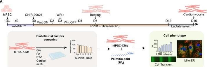 Fig.1.A from the publication: A Human Engineered Heart Tissue-Derived Lipotoxic Diabetic Cardiomyopathy Model Revealed Early Benefits of Empagliflozin.