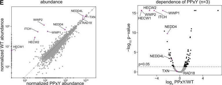 Fig.11.E showing Flow cytometry/Cell sorting in a Homo sapiens (Human) sample from the publication: TXNIP mediates LAT1/SLC7A5 endocytosis to limit amino acid uptake in cells entering quiescence.