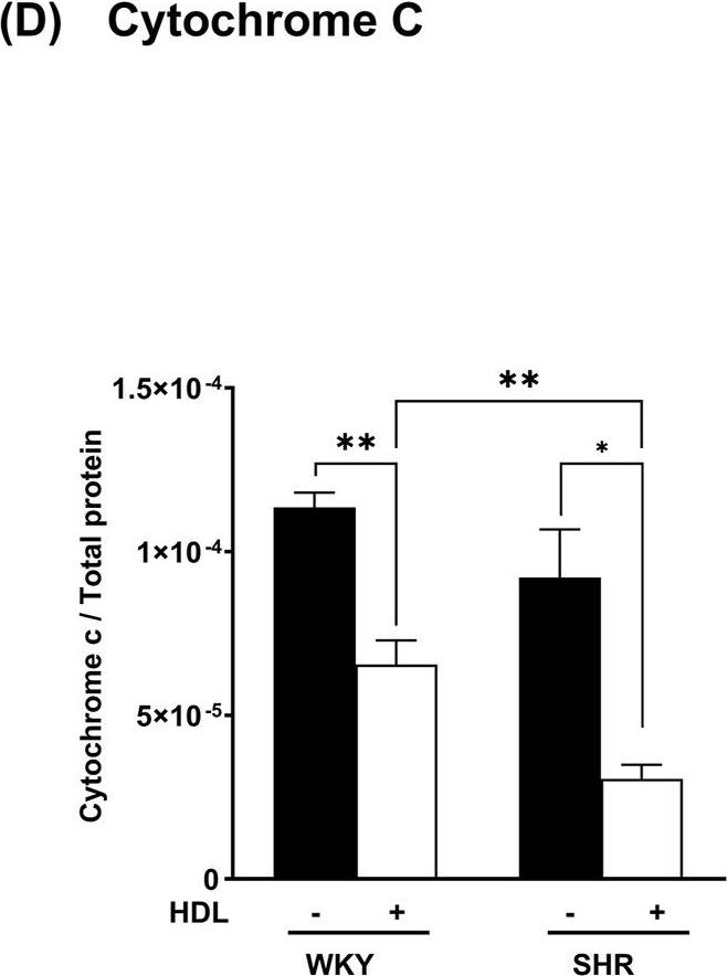 Fig.6.D showing Enzyme-linked immunosorbent assay in a Rattus norvegicus (Rat) sample from the publication: High-density lipoprotein protects normotensive and hypertensive rats against ischemia-reperfusion injury through differential regulation of mTORC1 and mTORC2 signaling.