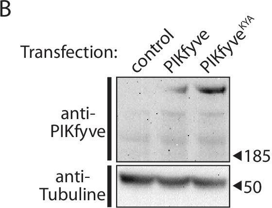 Fig.4.B showing Western Blotting in a Homo sapiens (Human) sample from the publication: Tonic inhibition of the chloride/proton antiporter ClC-7 by PI(3,5)P2 is crucial for lysosomal pH maintenance.