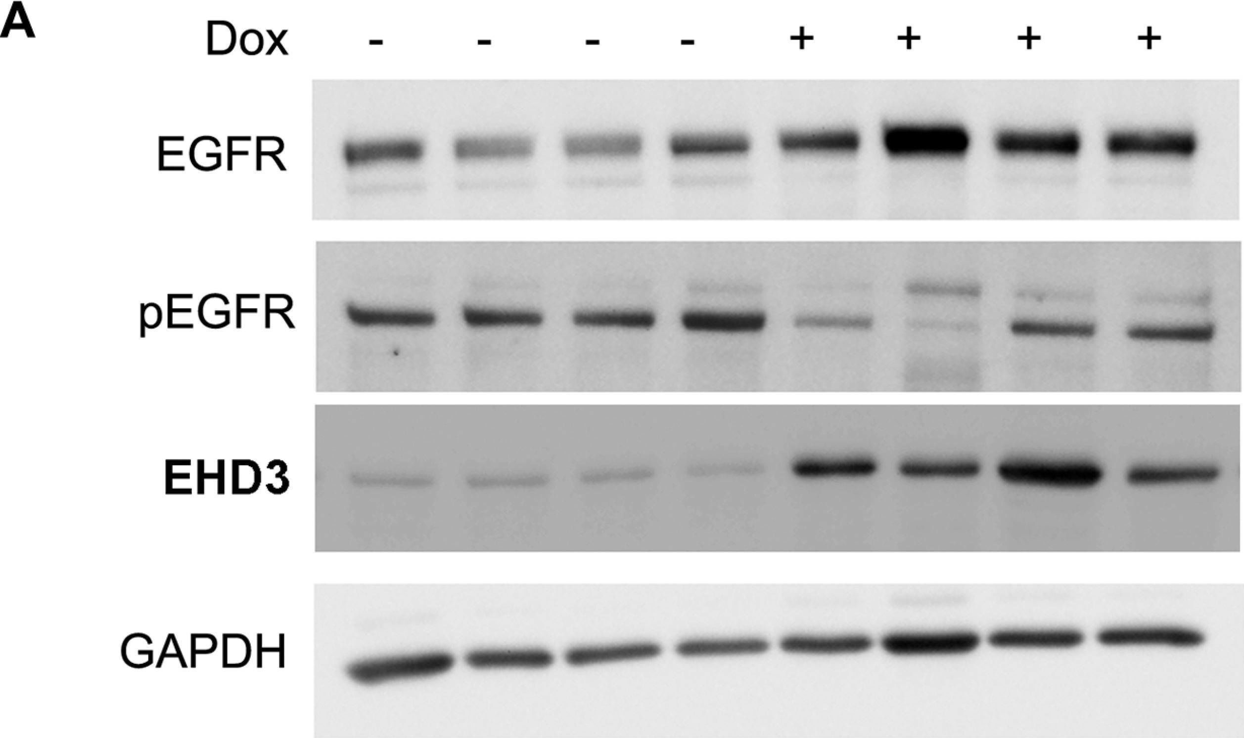 Fig.4.A showing Western Blotting in a Mus musculus (House mouse) sample from the publication: Spatio-temporal regulation of EGFR signaling by the Eps15 homology domain-containing protein 3 (EHD3).