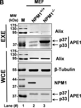 Fig.3.B showing Western Blotting from the publication: Enzymatically active apurinic/apyrimidinic endodeoxyribonuclease 1 is released by mammalian cells through exosomes.