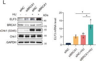 Fig.3.L showing Western Blotting from the publication: Replication stress-inducing ELF3 upregulation promotes BRCA1-deficient breast tumorigenesis in luminal progenitors.