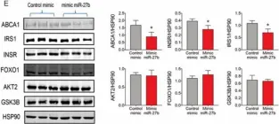 Fig.2.E showing Western Blotting from the publication: miR-27b Modulates Insulin Signaling in Hepatocytes by Regulating Insulin Receptor Expression.