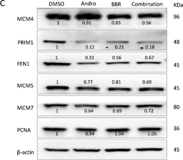 Fig.5.C showing Western Blotting in a Homo sapiens (Human) sample from the publication: A Combined Treatment with Berberine and Andrographis Exhibits Enhanced Anti-Cancer Activity through Suppression of DNA Replication in Colorectal Cancer.