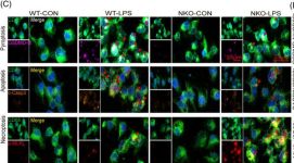 Gasdermin D (E9S1X) Rabbit Monoclonal Antibody | Cell Signaling