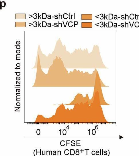 Fig.2.P from the publication: VCP downstream metabolite glycerol-3-phosphate (G3P) inhibits CD8+T cells function in the HCC microenvironment.
