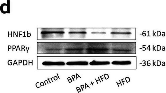 Fig.5.D showing Western Blotting from the publication: Gestational bisphenol A exposure induces fatty liver development in male offspring mice through the inhibition of HNF1b and upregulation of PPARγ.