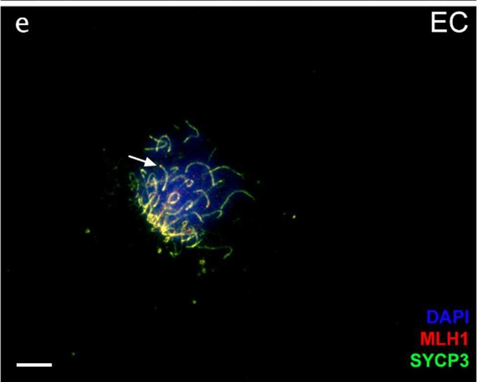 Fig.4.E showing Immunocytochemistry-immunofluorescence from the publication: Genetic and karyotype divergence between parents affect clonality and sterility in hybrids.