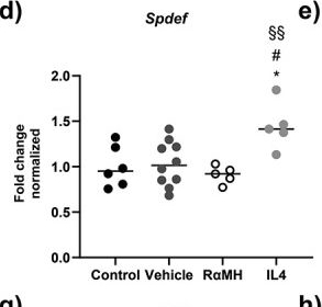 Fig.8.D from the publication: Treatment with (R)-α-methylhistamine or IL4 stimulates mucin production and decreases Helicobacter pylori density in the murine stomach.