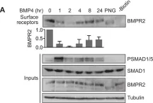 Fig.5.A showing Western Blotting in a Homo sapiens (Human) sample from the publication: TGF-β family ligands exhibit distinct signalling dynamics that are driven by receptor localisation.