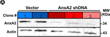 Fig.2.A showing Western Blotting from the publication: Annexin A2 Mediates Dysferlin Accumulation and Muscle Cell Membrane Repair.