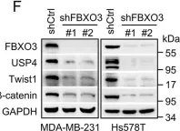 Fig.3.F showing Western Blotting from the publication: FBXO3 stabilizes USP4 and Twist1 to promote PI3K-mediated breast cancer metastasis.