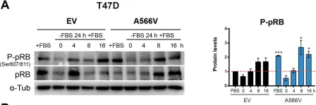 Fig.6.A showing Western Blotting in a Homo sapiens (Human) sample from the publication: Mutation of SPINOPHILIN (PPP1R9B) found in human tumors promotes the tumorigenic and stemness properties of cells.