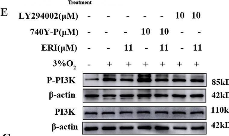 Fig.9.O showing Western Blotting from the publication: Bioactive compound combinations from Rhodiola tangutica alleviate pulmonary vascular remodeling in high-altitude pulmonary hypertension rats through the PI3K-AKT pathway.