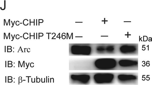 Q7LC44 Antibodies - Antibody Search Engine - CiteAb