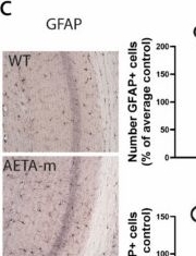 Fig.2.C showing Immunohistochemistry in a Mus musculus (House mouse) sample from the publication: AETA peptide contributes to Alzheimer's disease signature of synapse dysfunction.