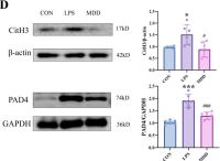 Citrullinated Histone H3 Antibody (Arg17) (E4O3F) CitH3 | Cell