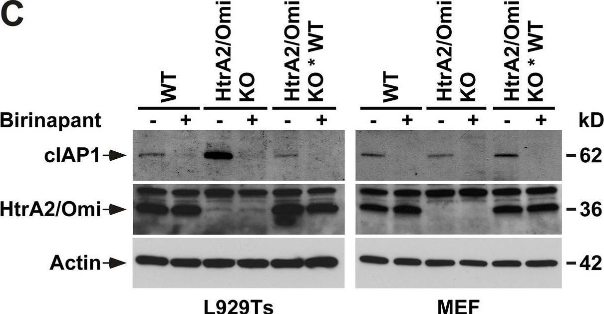 Fig.4.C showing Western Blotting in a Mus musculus (House mouse) sample from the publication: Protease-independent control of parthanatos by HtrA2/Omi.